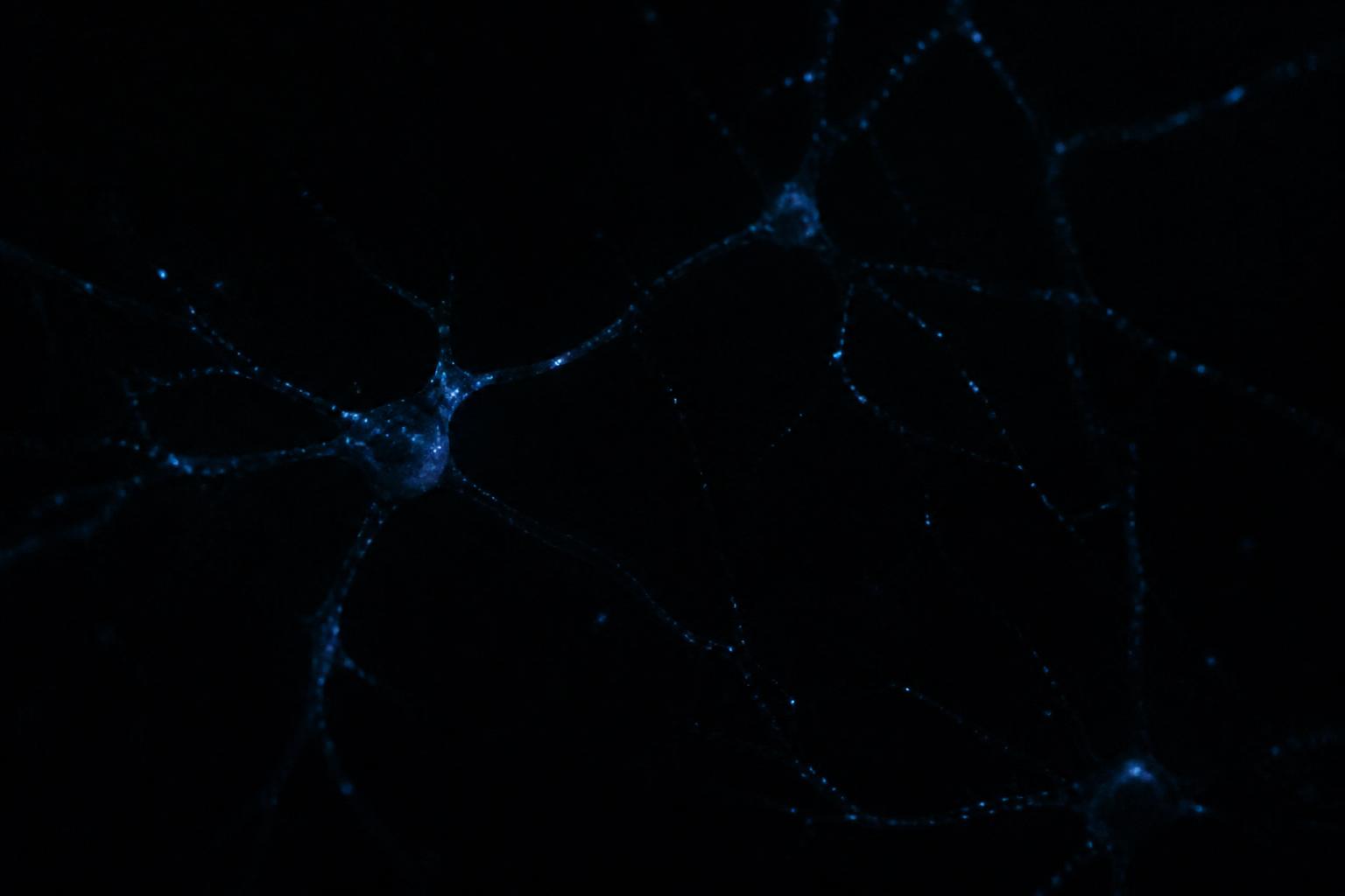 Leuchtende neuronale Strukturen in Dunkelheit